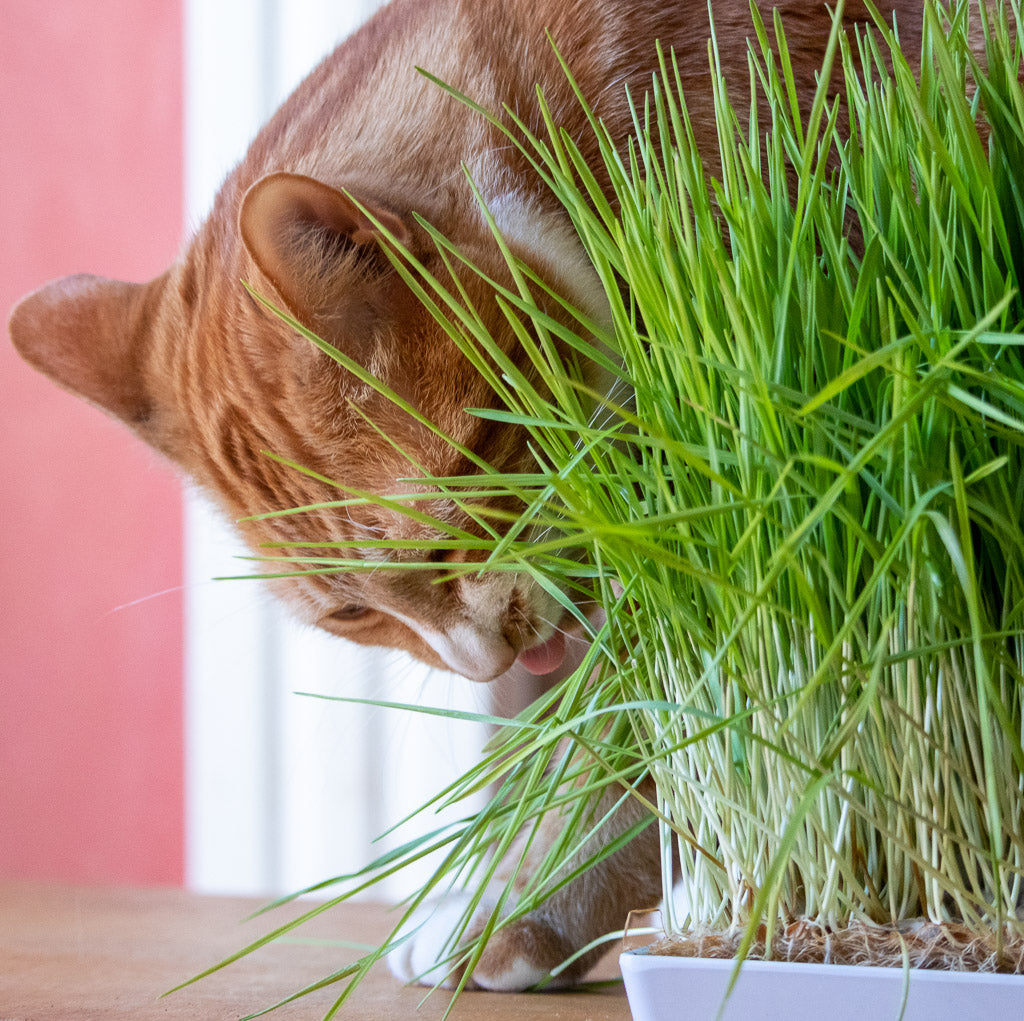 Cat grass store plant