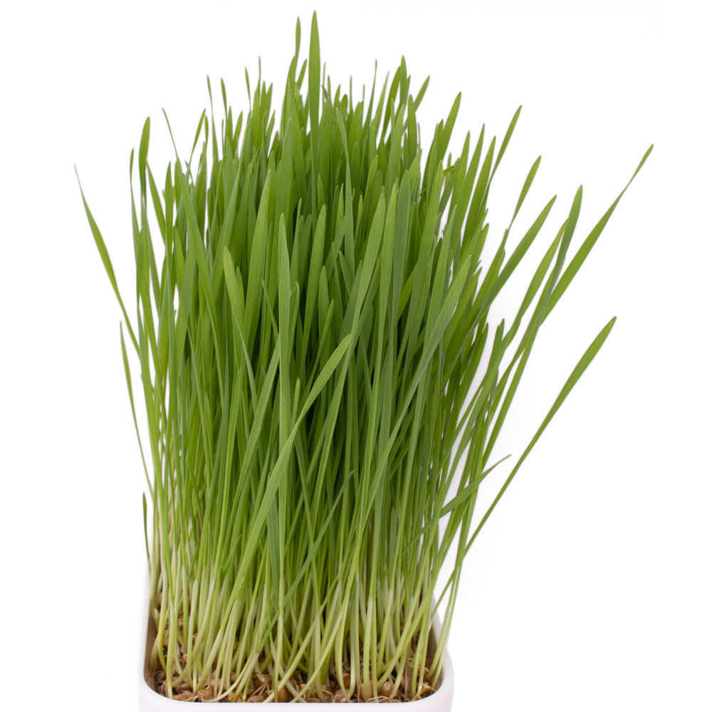 Cat grass best sale growing kit